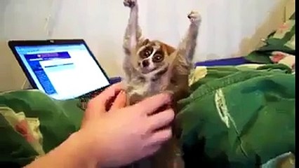 Slow Loris Funny Video Clip Must Watch and Share