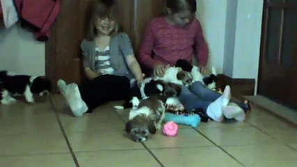 Shih tzu Bichon Frise dog Mix Teddy bear puppies  Shih tzu Bichon puppies for sale