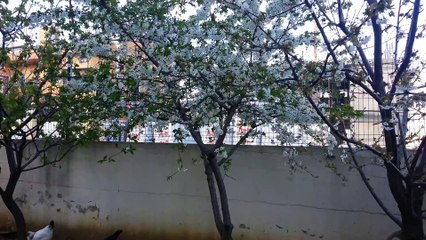 Organik doğal bahçe yumurtası