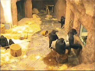 A Female Gorilla, BIKIRA, has arrived at the Prague Zoo.