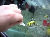 Green Spotted Puffer Fish, Pit Bull of the Fish World