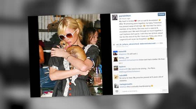 Paris Hilton Remembers Her Dog Tinkerbell
