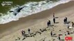 Giant Megalodon Shark Washed Ashore Australian Beach. Real or Fake?