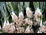 How to have green onions over and over!