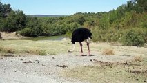 Funny ostrich?syndication=228326