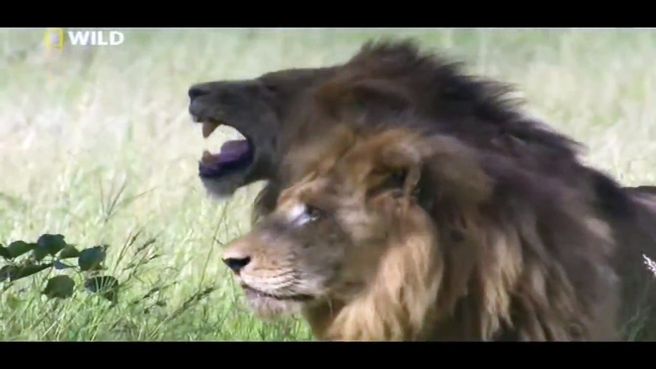last moments of a lion's life. (watch in HD)