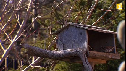 Oiseaux migrateurs