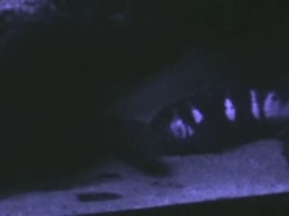 Reproduction pseudo elongatus chewere