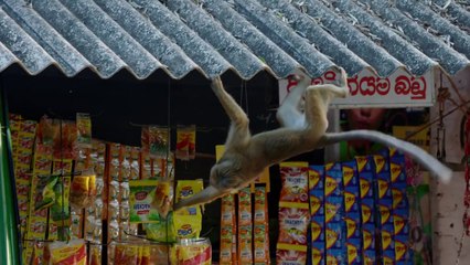 Monkey Kingdom - Clip "Urban Jungle" [EN|HD] (Disneynature's - Le Royaume des singes)