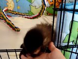 baby monkey nala sees her daddy