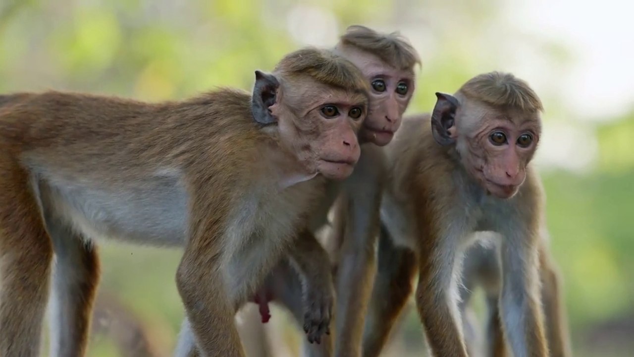 Monkey Kingdom - Clip "What Are You" [EN|HD] (Disneynature's - Le Royaume des singes)
