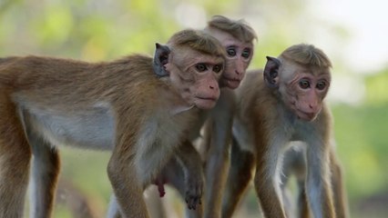 Monkey Kingdom - Clip "What Are You" [EN|HD] (Disneynature's - Le Royaume des singes)