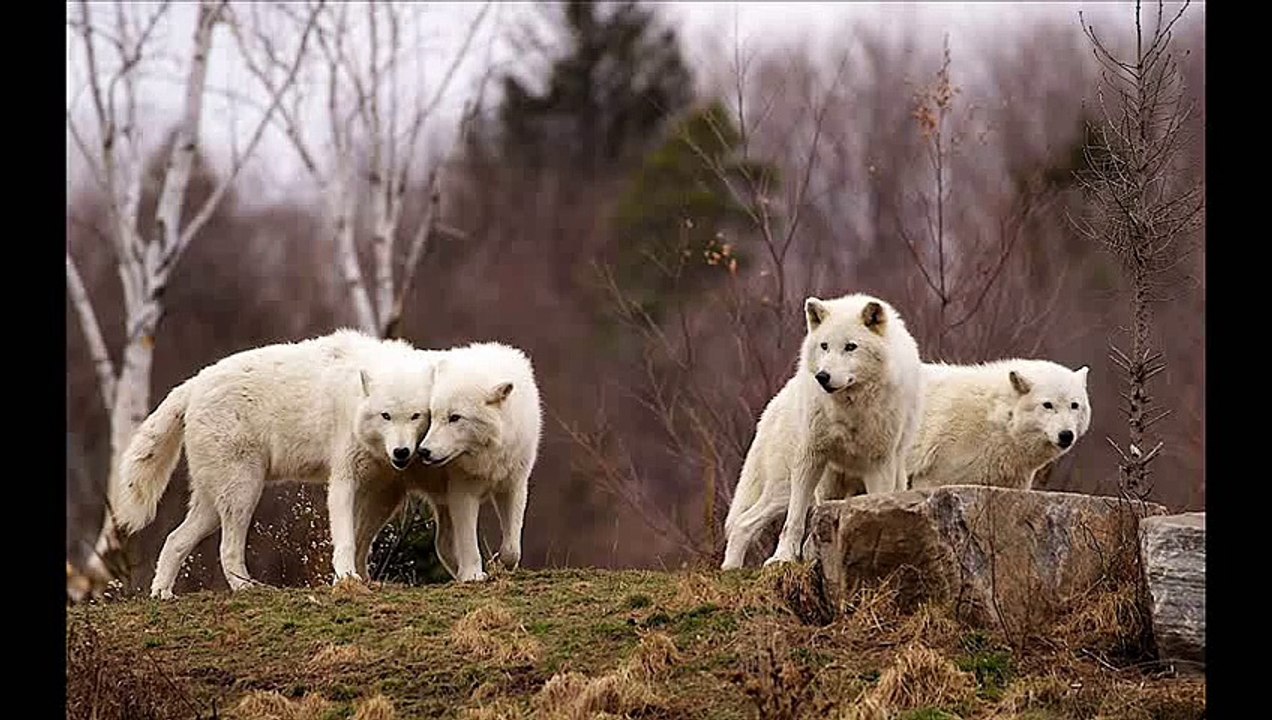 Arctic wolf -