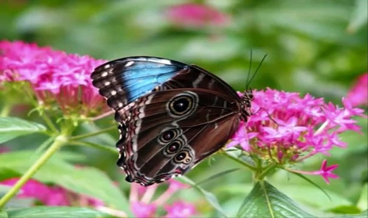 MARIPOSAS SILVIO RODRIGUEZ