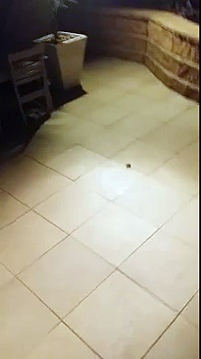 Un homme tue une araignée avec un balai