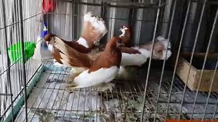 Çiftli Volski Süs Güvercinleri