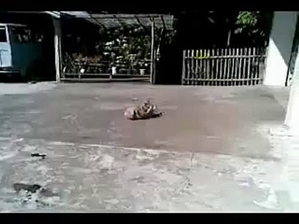 Dog alive with no head!