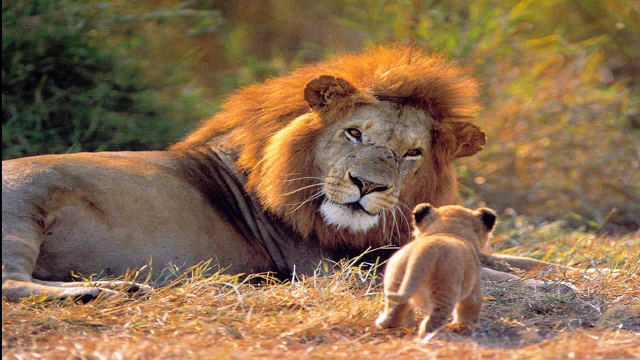 Van McCoy - African Symphony