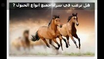 منتدى وسوق بيع الخيول | ساحة بيع وشراء الخيول العربية الاصيلة