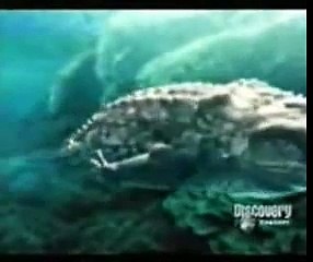 cocodrilo marino vs tiburon blanco