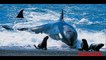 Animales Extraños: Ballenas asesinas atacando. Orcas asesinas cazando!