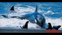 Animales Extraños: Ballenas asesinas atacando. Orcas asesinas cazando!
