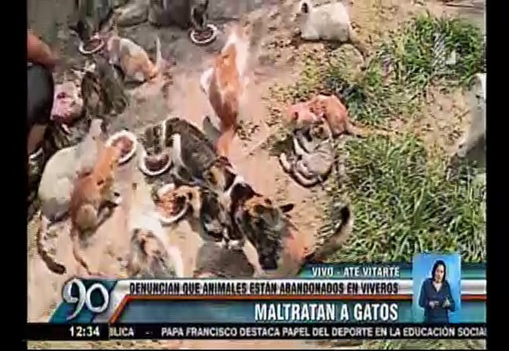 Ate: Vecinos piden ayuda para 50 gatos abandonados en parque