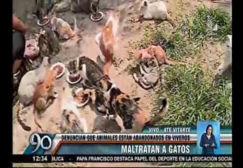 Ate: Vecinos piden ayuda para 50 gatos abandonados en parque