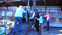 Ergotherapie mit dem Medium Pferd