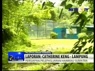 METRO XINWEN: Protect endangered Sumatran Tiger at Tambling Wildlife Nature Conservation