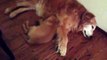 Puppy Golden Retriever Comforts Older Dog During Nightmare