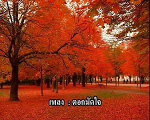 เพลง ตอกมัดใจ