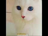 Gözleri Fazla Güzel Olan Kedi