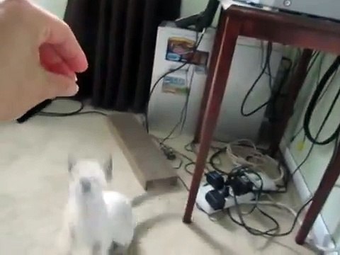 Siamese cat playing, biting and jumping, acting crazy