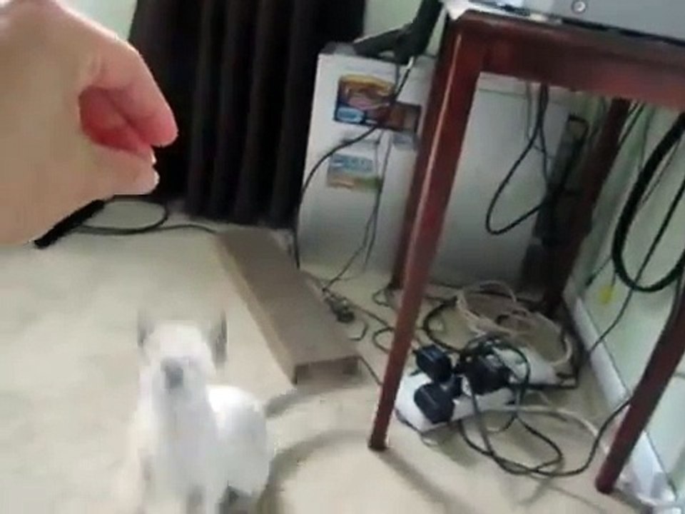 Siamese cat playing, biting and jumping, acting crazy