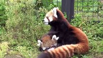 ココとじゃれる赤ちゃんレッサーパンダ~Red Panda Baby plays with mama