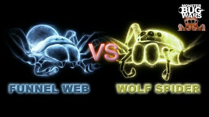 MONSTER BUG WARS | Sydney Funnel Web Vs Wolf Spider