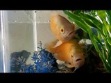 Albino Oscar Fishes(Very Cute)