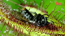 Flesh Eaters: Carnivorous Plants Lure Insects Into Their Deadly Clutches
