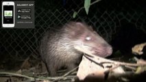 VIDEO: Porcupine release / Relâcher de 2 porcs-épics / Pelepasan 2 ekor landak.