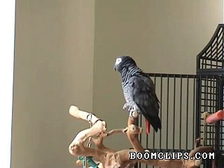 Parrot Whistles Famous Song