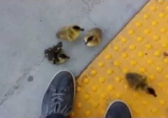 Baby Ducks Learn Teamwork Can Overcome Any Obstacle