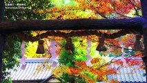 KYOTO JAPAN 京都観光・嵐山の紅葉の名所　Autumn Leaves in Kyoto - Arashiyama, Sagano　嵯峨野トロッコ、天龍寺、常寂光寺、宝厳院、日本の紅葉