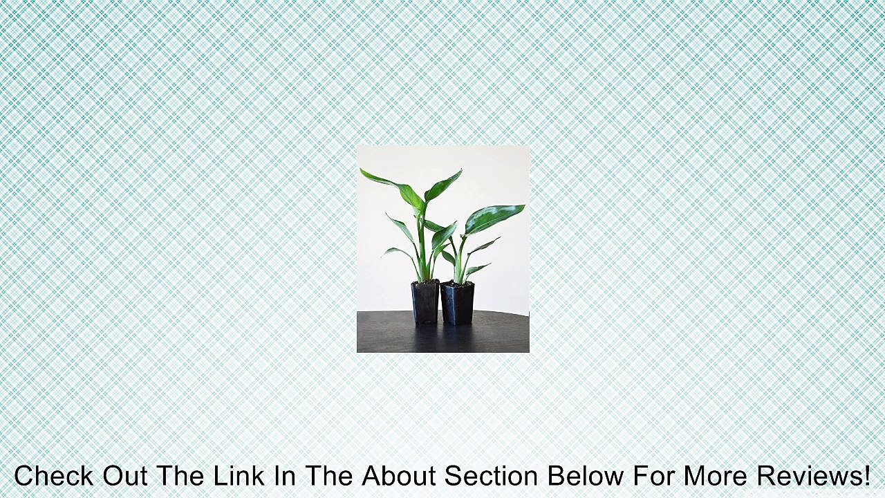 9GreenBox - Orange Bird of Paradise - 2 Pack Review