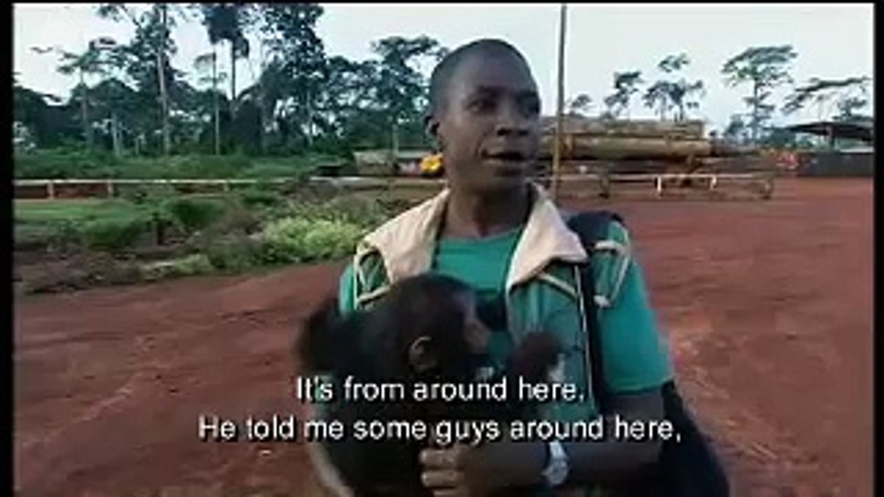 Chimps and apes illegally sold as bush meat  - BBC