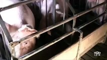 La Tuerie Des Porcs Français !