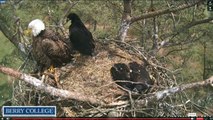 Berry College Eagles nest 4/7/2015 Intruder in the nest Cam#1