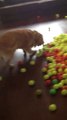 Dog covered with 800 tennis balls : best gift ever!
