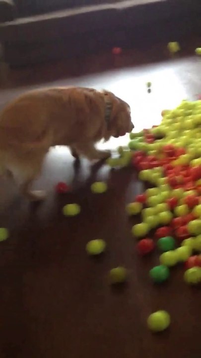 Dog covered with 800 tennis balls : best gift ever!