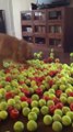Un chien couvert de balles de tennis pour son anniversaire!